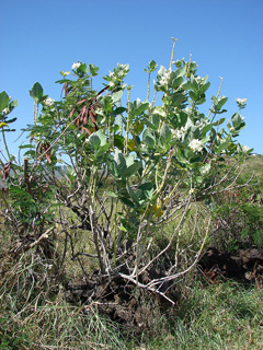 Calotropis gigantea Giant Milkweed, Crown Flower, Giant Calotrope, Swallow-wort